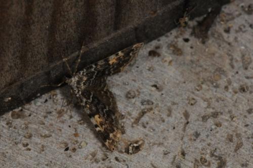 Idia calvaria