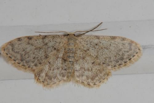 Réf. 73 421 : Idaea sp.