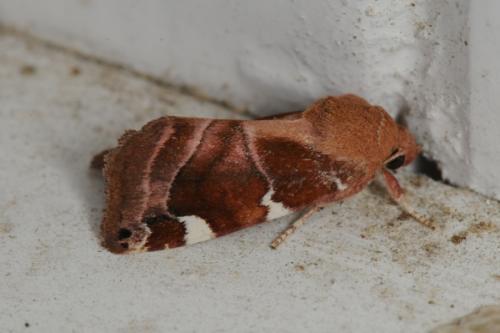 Cosmia diffinis