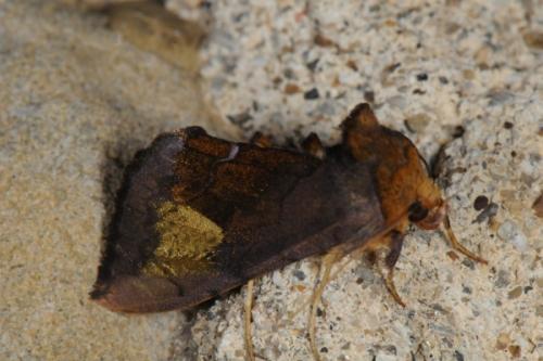 Réf. 73 895 : Diachrysia chryson