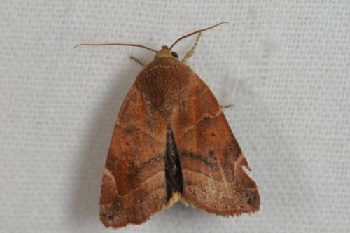 Réf. 73 740 : Cosmia affinis
