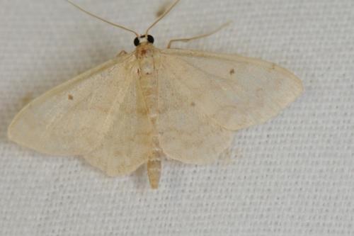 Réf. 73 796 : Idaea biselata