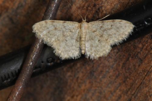 Idaea sp.