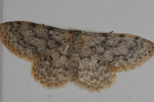 Réf. 73 949 : Idaea sp.