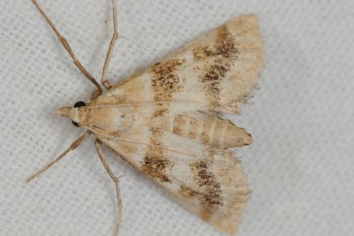 Réf. 73 973 : Metasia suppandalis