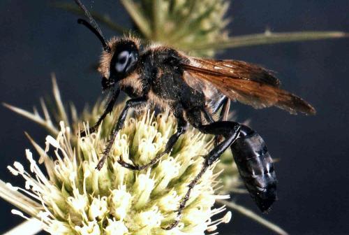 Isodontia paludosa