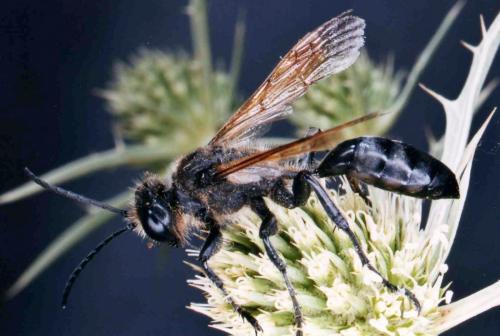 Isodontia paludosa