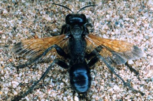 Prionyx subfuscatus