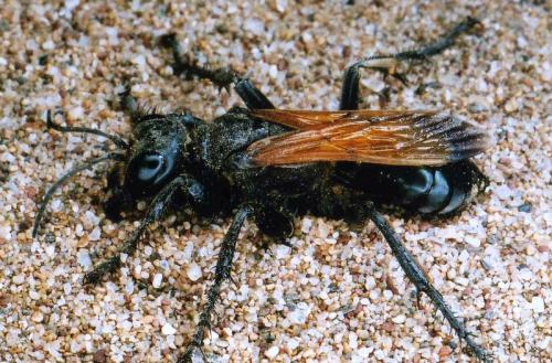 Prionyx subfuscatus
