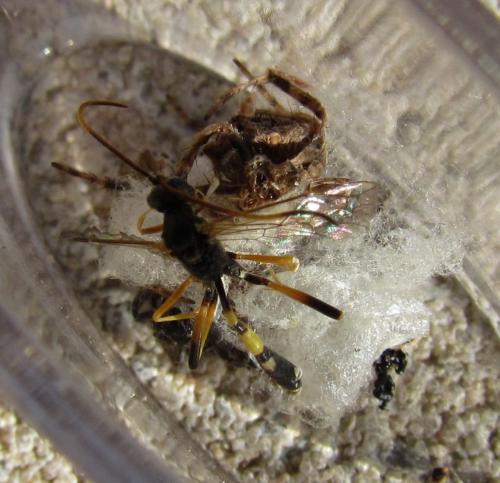 Réf. 73 627 : Acroricnus seductor