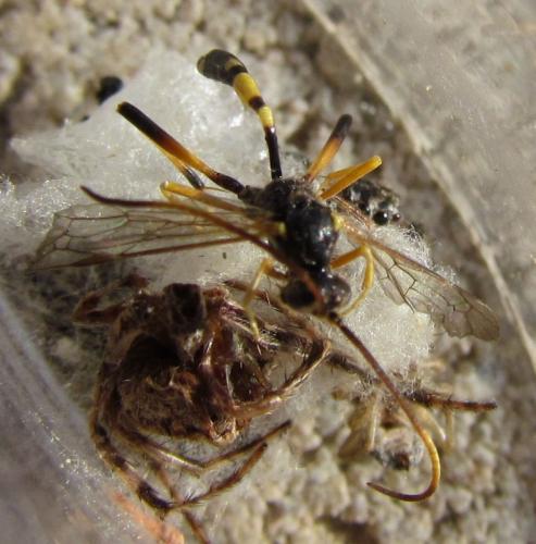 Acroricnus seductor