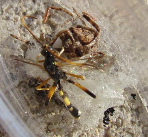 Acroricnus seductor