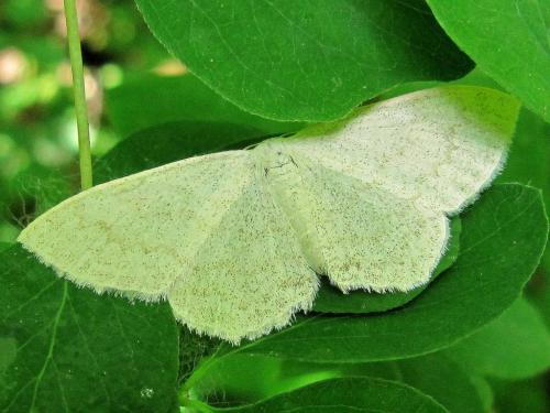 Scopula floslactata