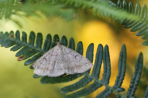 Réf. 73 148 : Zanclognatha lunalis