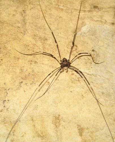 Réf. 73 713 : Gyas titanus