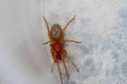 Réf. 73 433 : Dysdera crocata