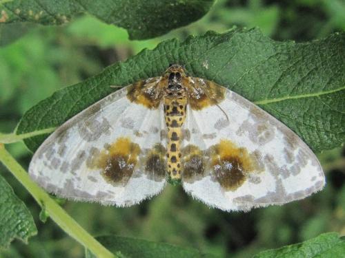 Réf. 73 039 : Abraxas sylvata