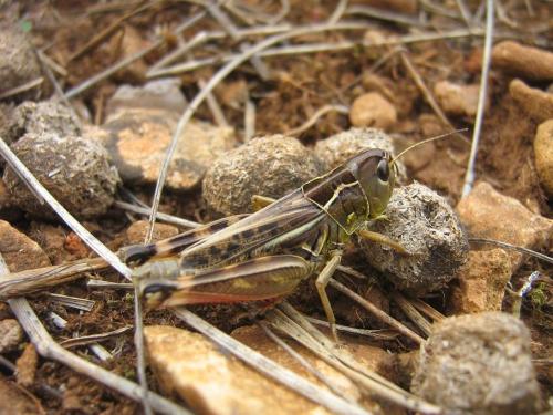 Arcyptera microptera carpentieri