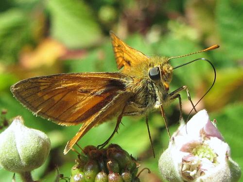Réf. 73 423 : Ochlodes sylvanus