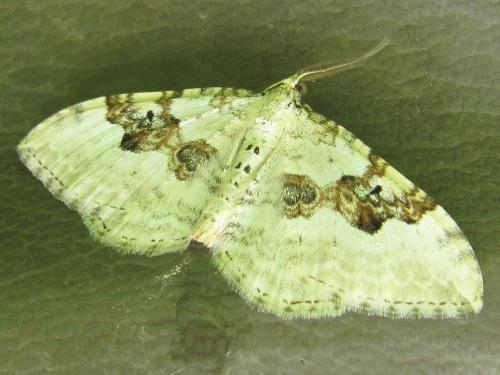 Réf. 73 009 : Xanthorhoe montanata