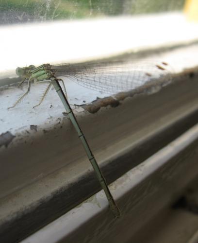 Platycnemis pennipes