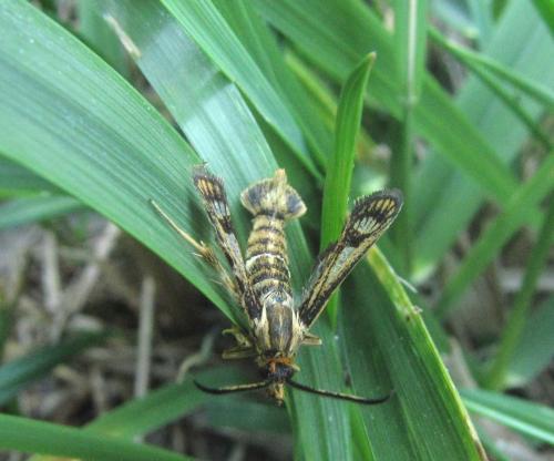 Chamaesphecia sp.