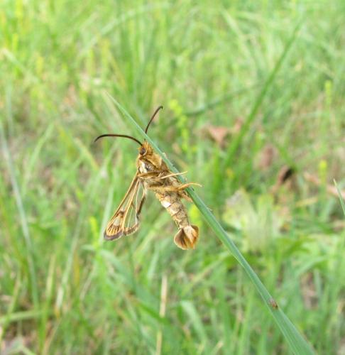 Chamaesphecia sp.