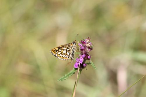 Réf. 73 495 : Heteropterus morpheus