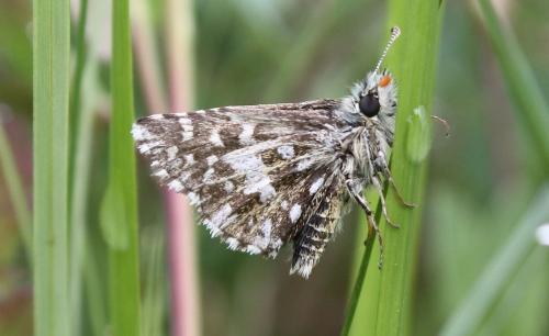 Réf. 73 153 : Pyrgus malvoides
