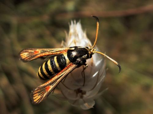 Bembecia sp.