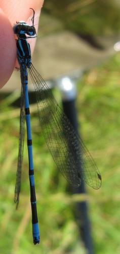 Coenagrion puella