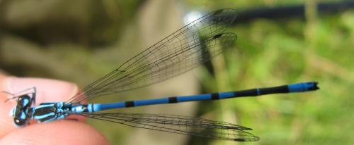 Coenagrion puella