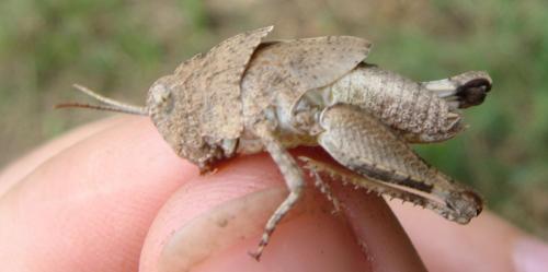 Oedipoda caerulescens caerulescens