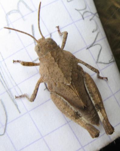 Oedipoda caerulescens caerulescens