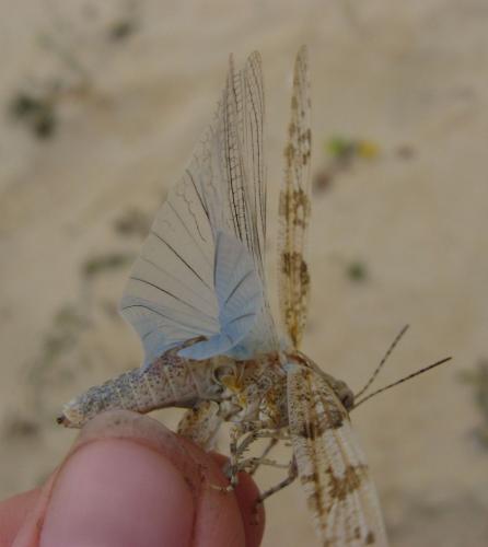 Sphingonotus caerulans