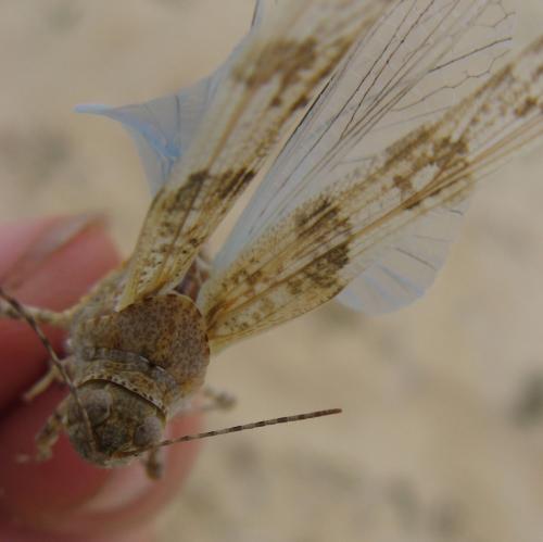 Réf. 73 182 : Sphingonotus caerulans