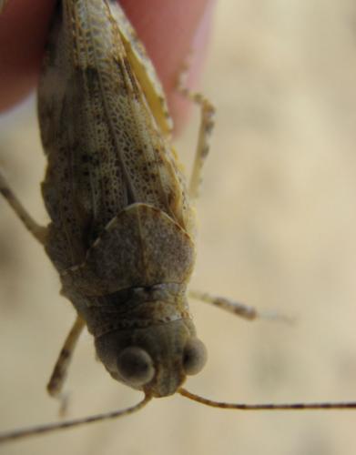 Réf. 73 183 : Sphingonotus caerulans