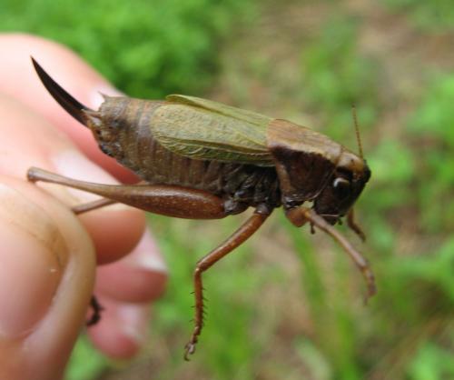 Zeuneriana abbreviata