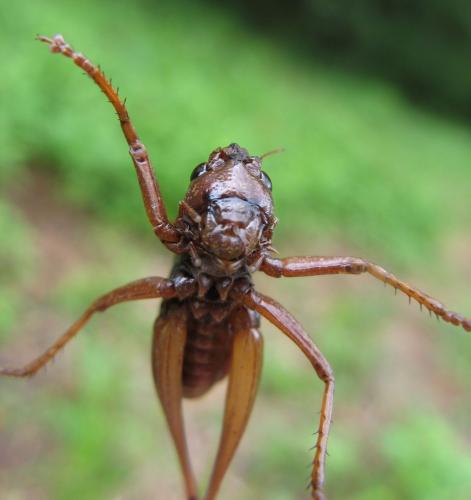 Zeuneriana abbreviata