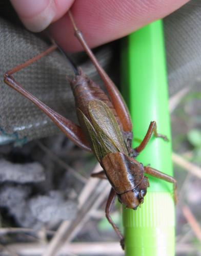 Zeuneriana abbreviata