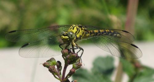 Réf. 73 170 : Onychogomphus forcipatus