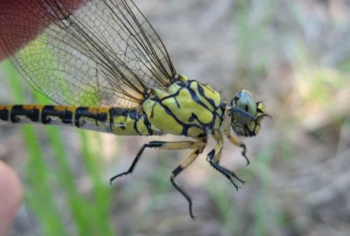 Onychogomphus forcipatus