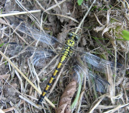 Onychogomphus forcipatus