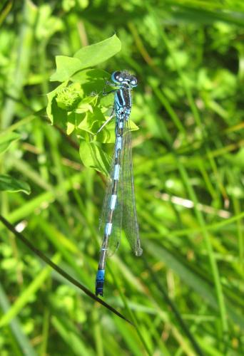 Coenagrion mercuriale
