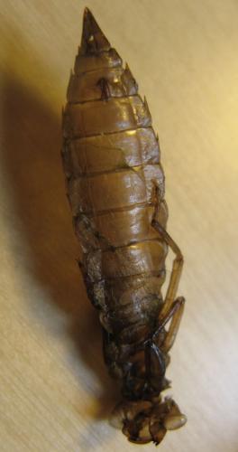 Aeshna juncea