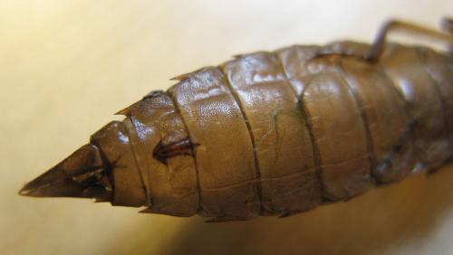 Aeshna juncea