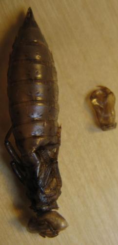 Aeshna juncea