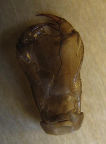 Aeshna juncea
