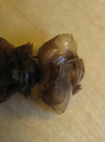 Aeshna juncea