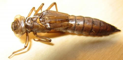 Aeshna juncea